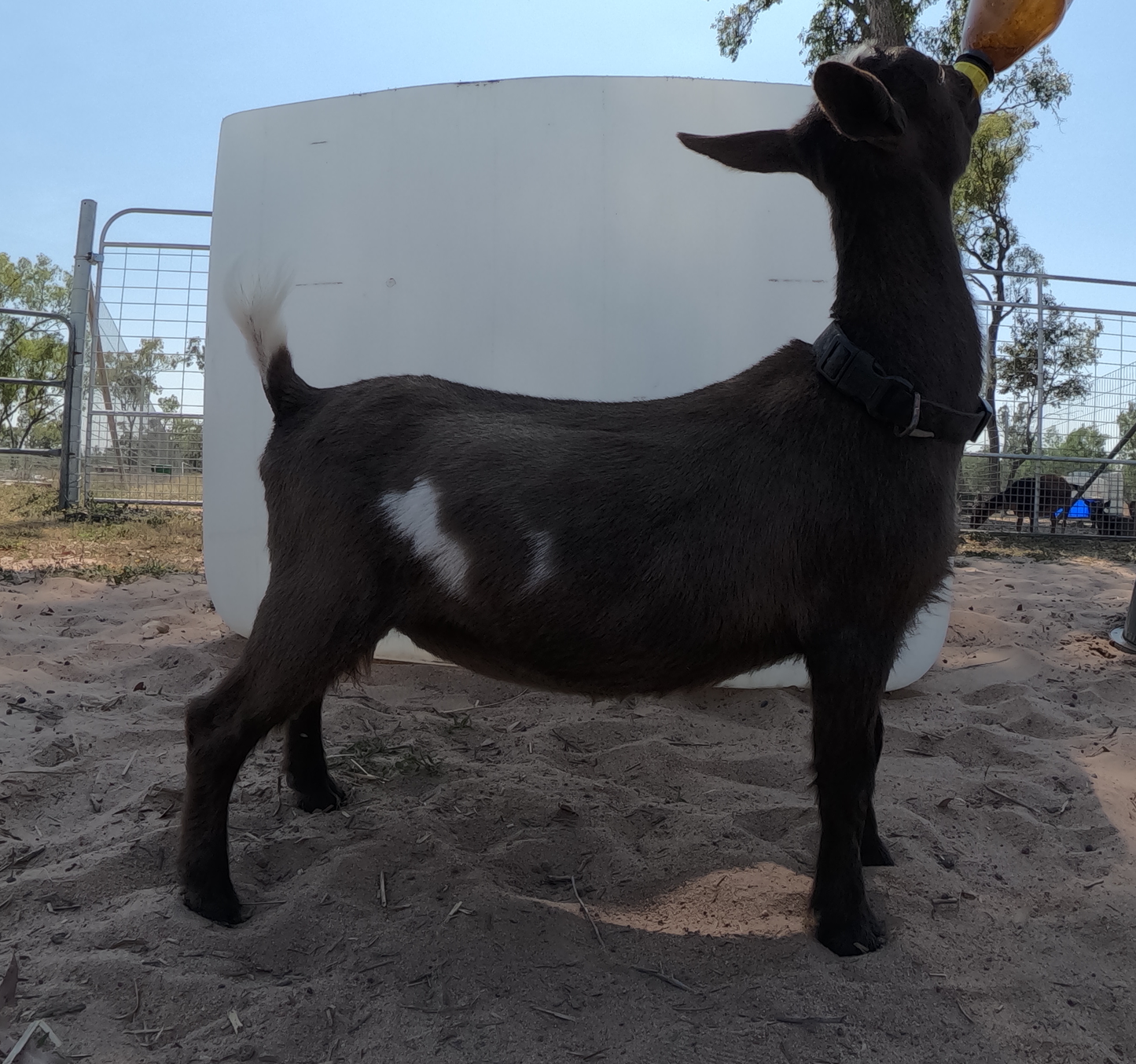 Maggie - 100% Nigerian Dwarf Doe