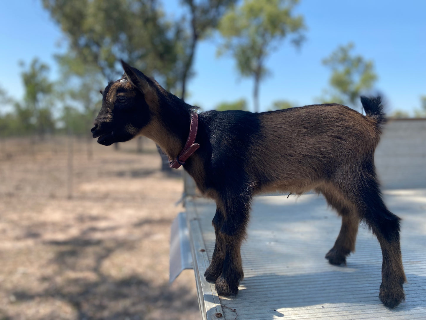 Brad - 75% Nigerian Dwarf Goat Wether