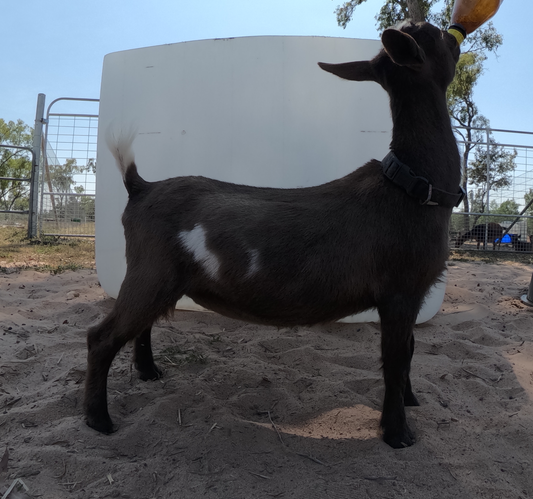 Maggie - 100% Nigerian Dwarf Doe