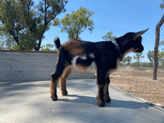 Cooper - 75% Nigerian Dwarf Wether