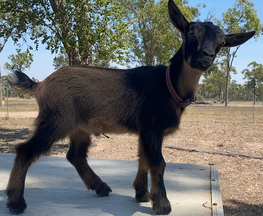 Brad - 75% Nigerian Dwarf Goat Wether