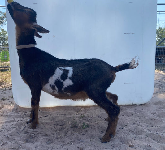 Tim - 50% Nigerian Dwarf Goat