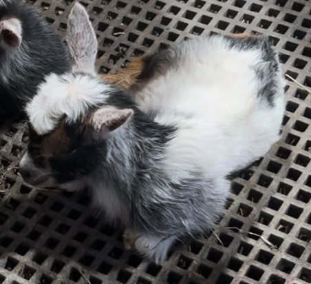Leo - 100% Nigerian Dwarf Wether