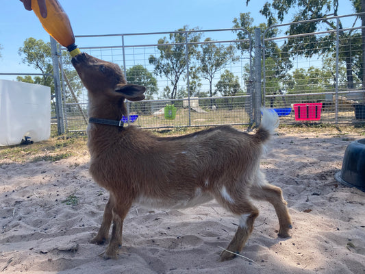 Lucy - 50% Nigerian Dwarf Doeling
