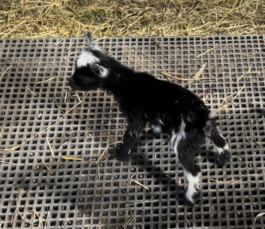 Zoe - 100% Nigerian Dwarf Doeling