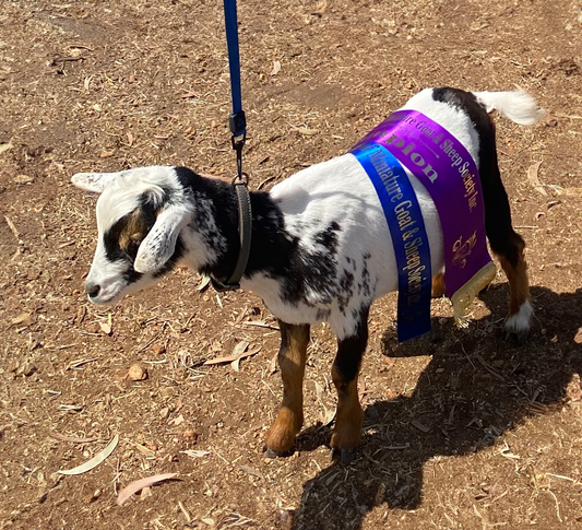 Ryali's Lane Blaze - 100% Nigerian Dwarf Wether