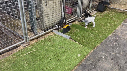 Zoe - 100% Nigerian Dwarf Doeling
